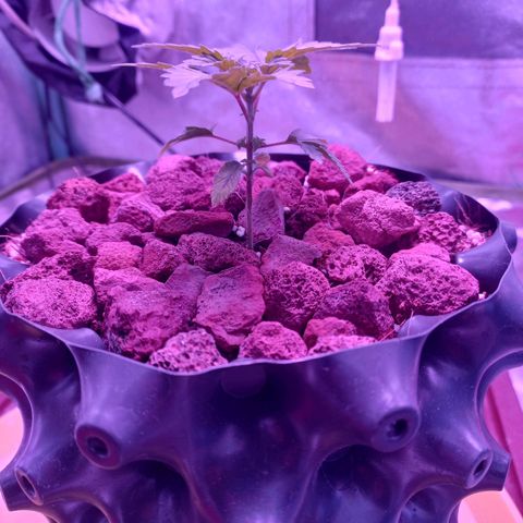 Chemdog growlog timeline photo