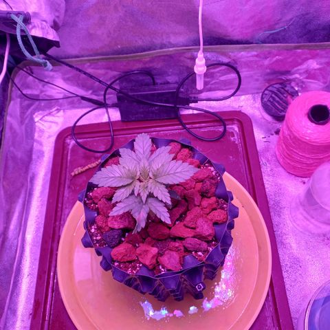 Chemdog growlog timeline photo