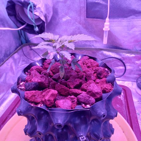 Chemdog growlog timeline photo