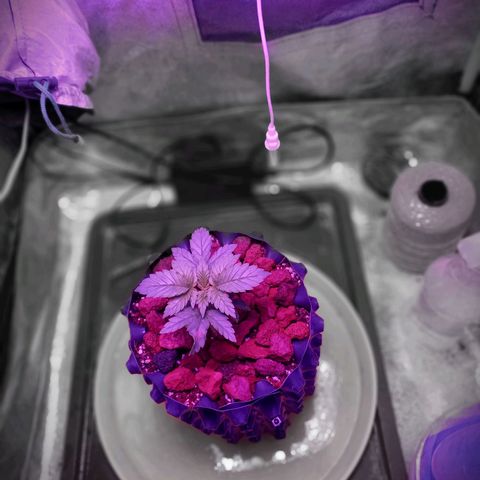 Chemdog growlog timeline photo