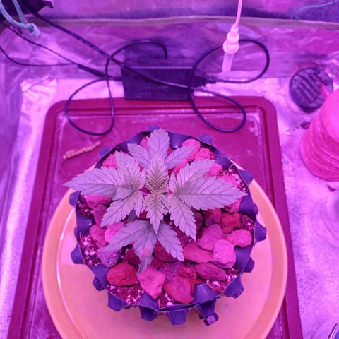 Chemdog growlog timeline photo