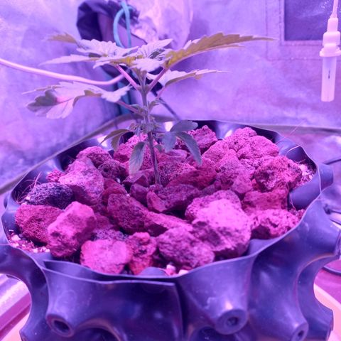 Chemdog growlog timeline photo