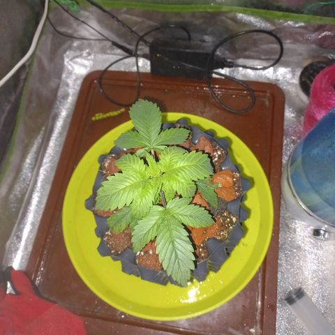 Chemdog growlog timeline photo