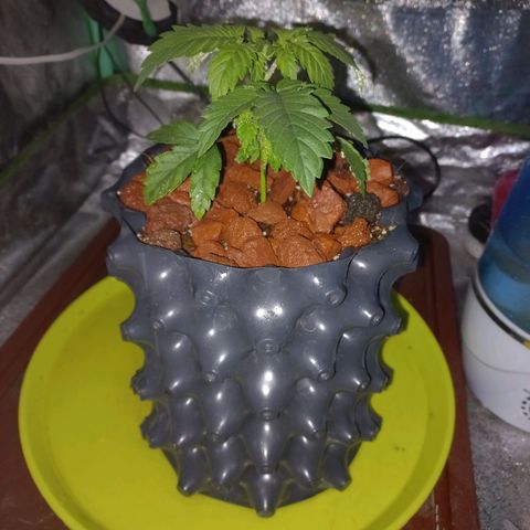 Chemdog growlog timeline photo