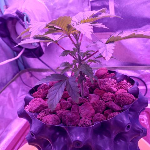 Chemdog growlog timeline photo