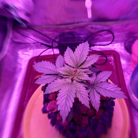 Chemdog growlog timeline photo