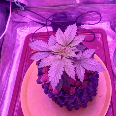 Chemdog growlog timeline photo