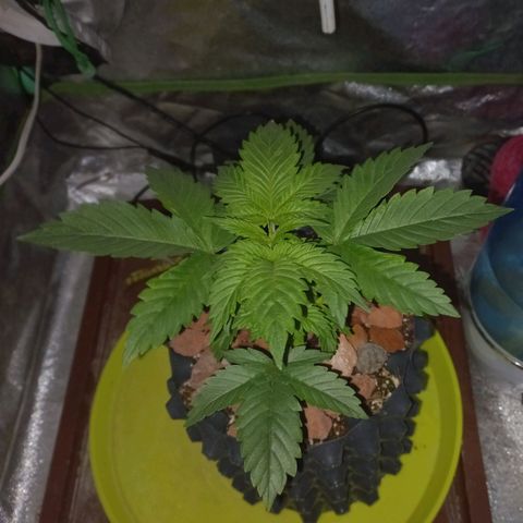 Chemdog growlog timeline photo