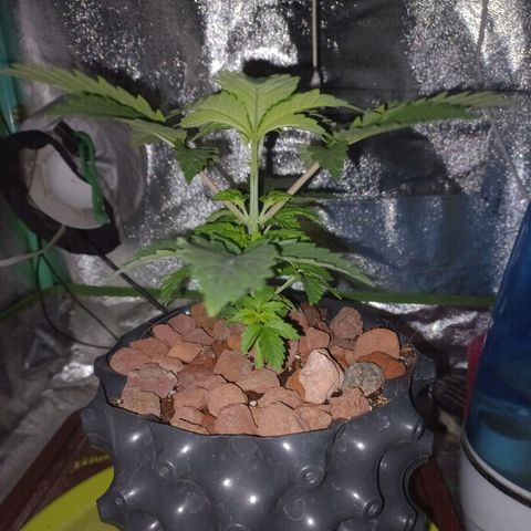 Chemdog growlog timeline photo