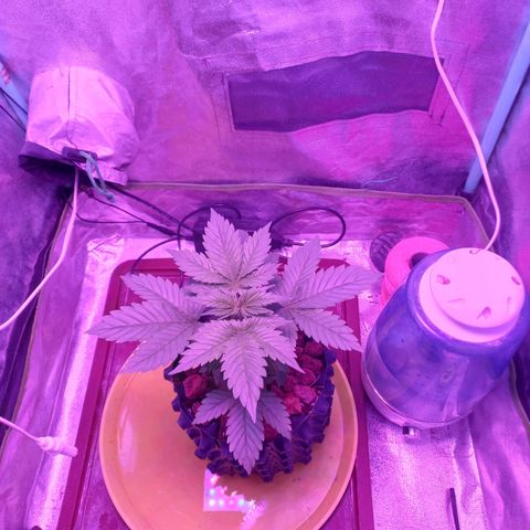 Chemdog growlog timeline photo
