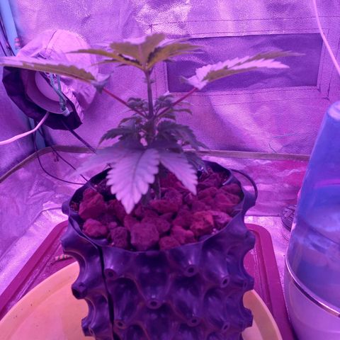 Chemdog growlog timeline photo