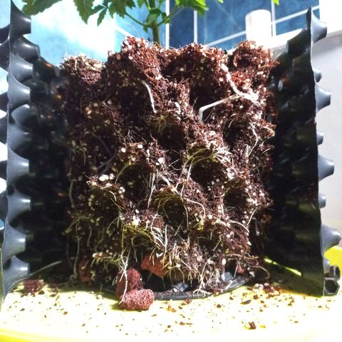 Chemdog growlog timeline photo