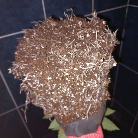 Chemdog growlog timeline photo
