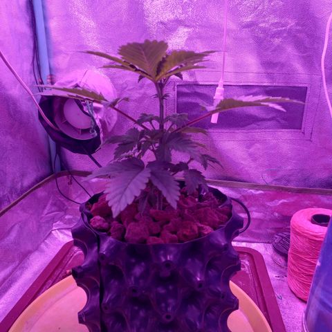 Chemdog growlog timeline photo
