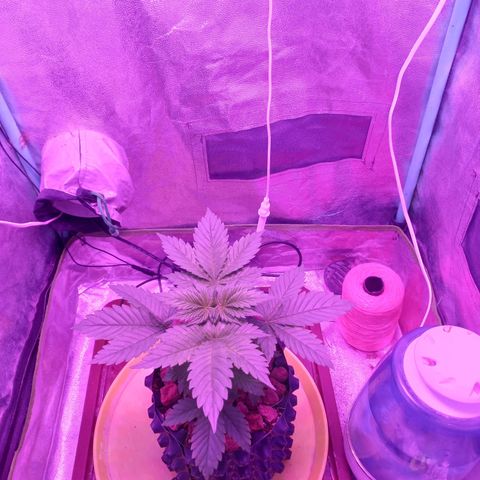 Chemdog growlog timeline photo
