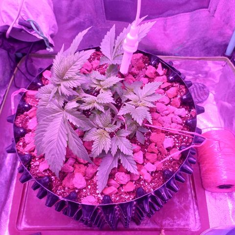 Chemdog growlog timeline photo