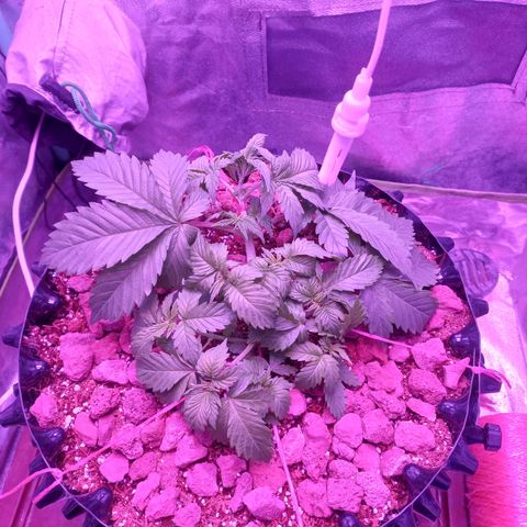 Chemdog growlog timeline photo