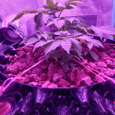 Chemdog growlog timeline photo