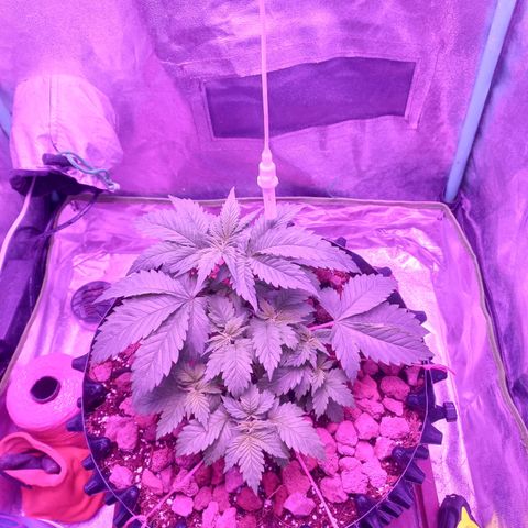 Chemdog growlog timeline photo