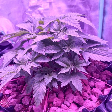 Chemdog growlog timeline photo