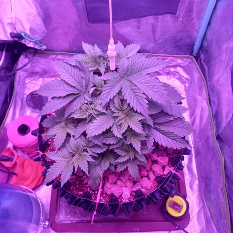 Chemdog growlog timeline photo