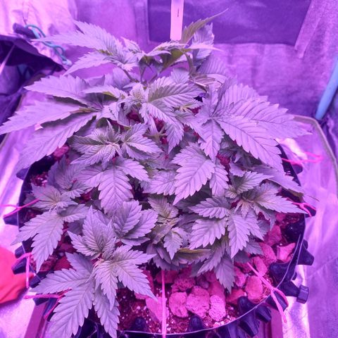 Chemdog growlog timeline photo