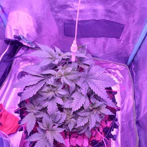 Chemdog growlog timeline photo