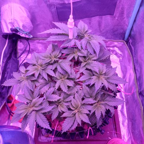 Chemdog growlog timeline photo