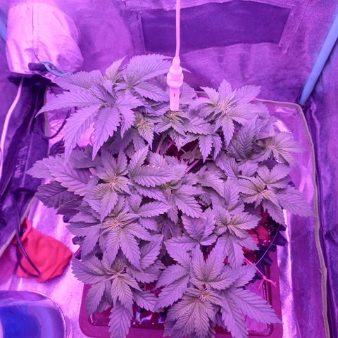 Chemdog growlog timeline photo