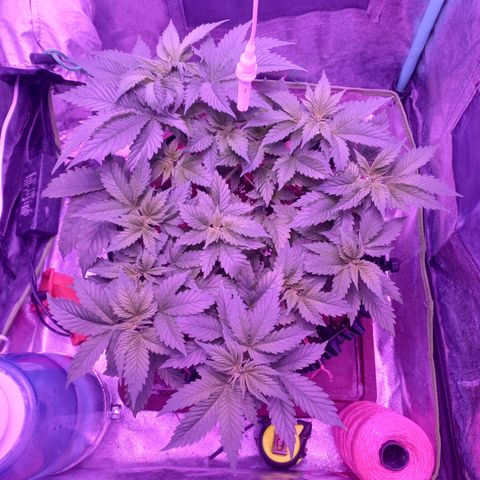 Chemdog growlog timeline photo