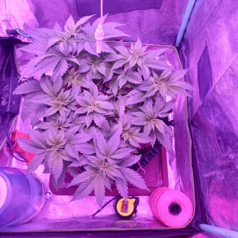 Chemdog growlog timeline photo
