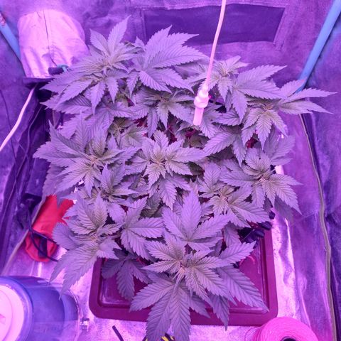 Chemdog growlog timeline photo