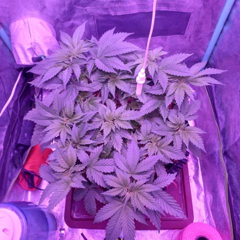 Chemdog growlog timeline photo