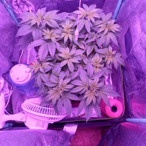 Chemdog growlog timeline photo