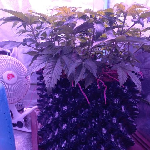 Chemdog growlog timeline photo