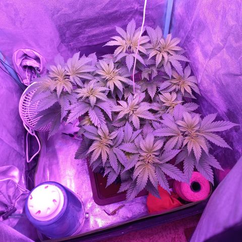 Chemdog growlog timeline photo