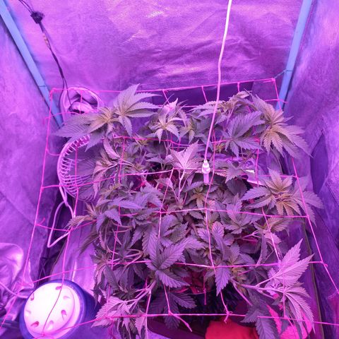 Chemdog growlog timeline photo