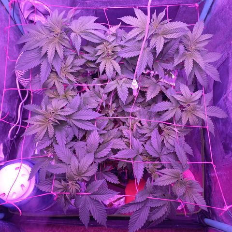 Chemdog growlog timeline photo