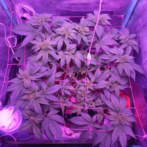 Chemdog growlog timeline photo