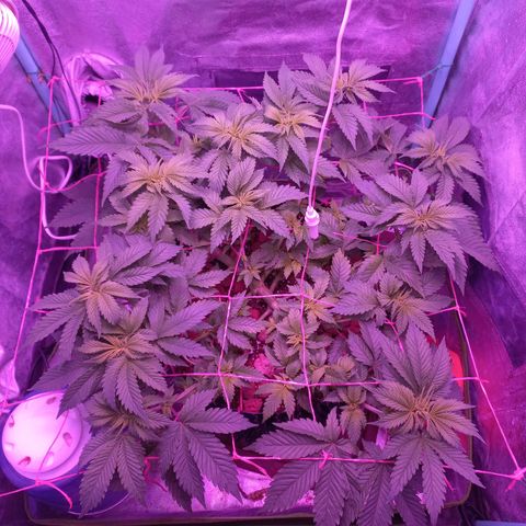 Chemdog growlog timeline photo