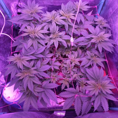 Chemdog growlog timeline photo