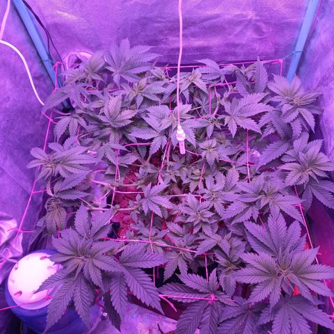 Chemdog growlog timeline photo