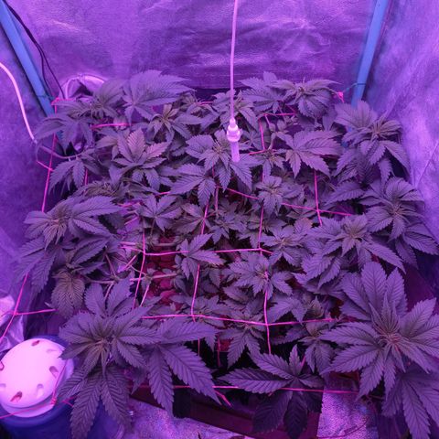 Chemdog growlog timeline photo