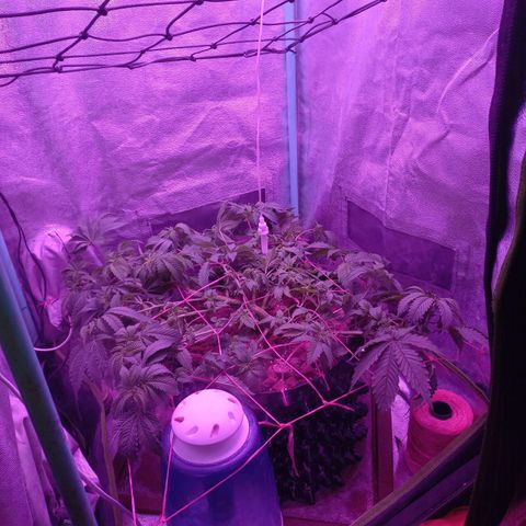 Chemdog growlog timeline photo