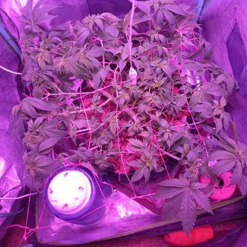 Chemdog growlog timeline photo