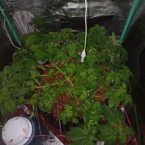 Chemdog growlog timeline photo