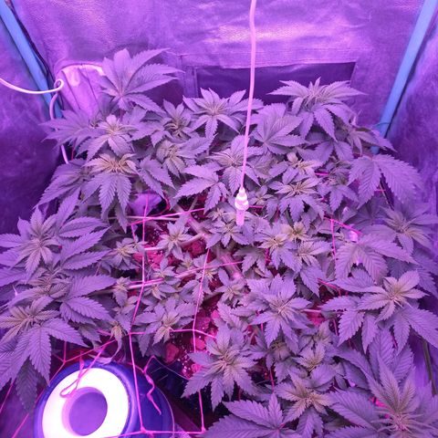 Chemdog growlog timeline photo
