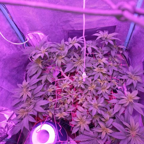 Chemdog growlog timeline photo