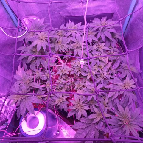 Chemdog growlog timeline photo