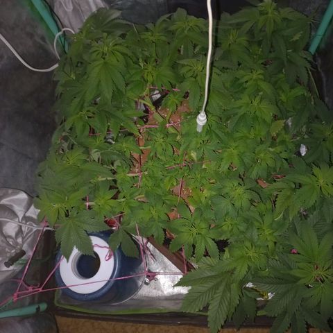 Chemdog growlog timeline photo